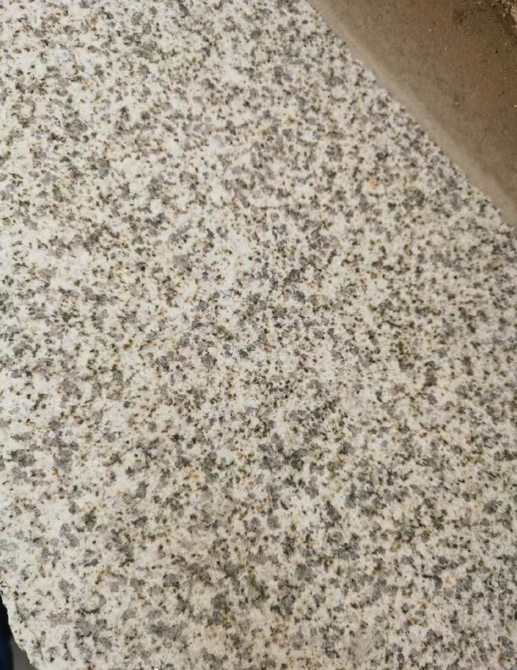 沧州 黄金麻中黄光面